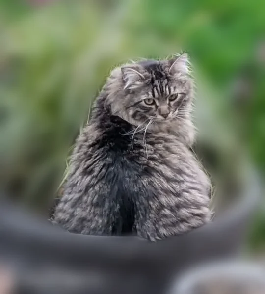 Lost male cat, Southwest Bridgeview Court, Tigard - long haired Mancoon - photo