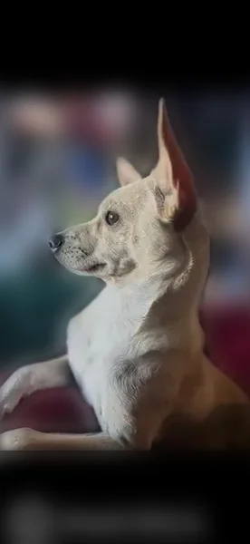 Lost dog, West Vineyard Road, Maricopa Colony - tan and brown Chihuahua/Jack Russell mix - photo