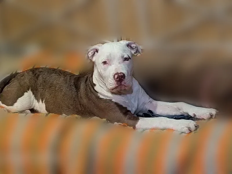 Lost dog, 3rd Avenue, Lucerne, San Francisco - 5 months old, white head, red like a cow - photo