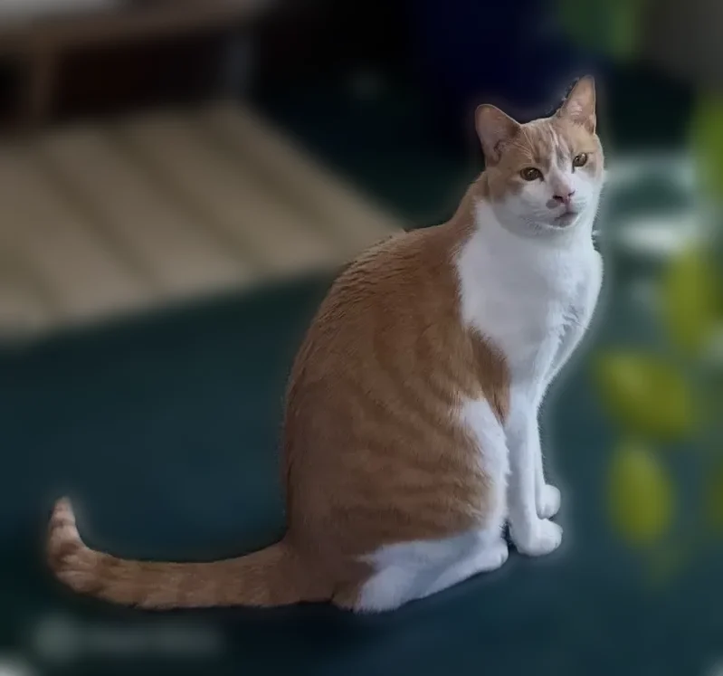 Lost male cat, Middle Street, 507, Braintree - orange/white, very friendly - photo