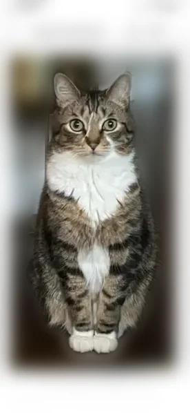 Lost cat, Sunrise Avenue, Stoneham - grey and brown tabby with green eyes - photo