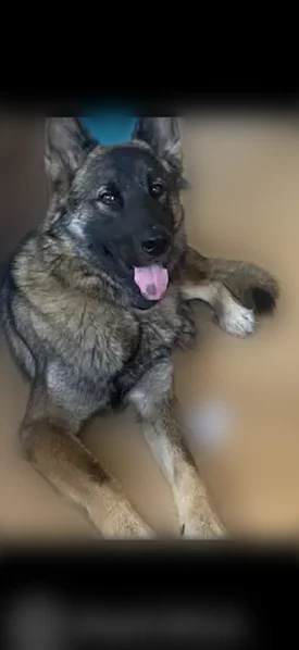 Lost dog, Jacksonville - friendly and neutered - photo