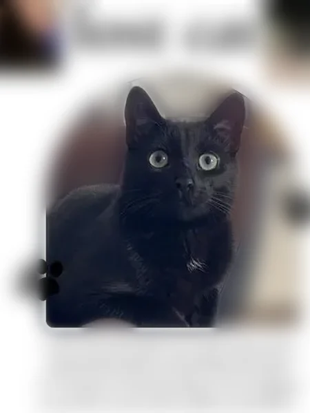 Lost cat, Cook Street, Barrie - female with big green eyes - photo