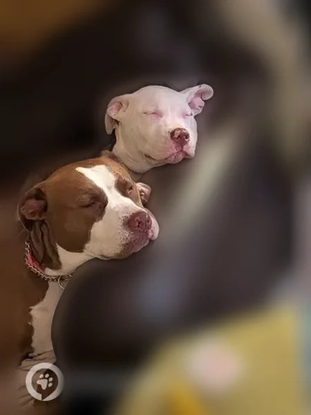 Lost dog, 3rd Avenue, Lucerne - red female with puppy - photo