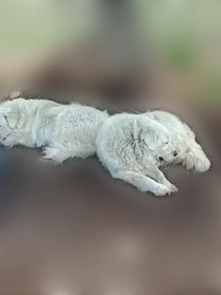 Lost dog, Red Rock Road, Blanco - two white Great Pyrenees - photo