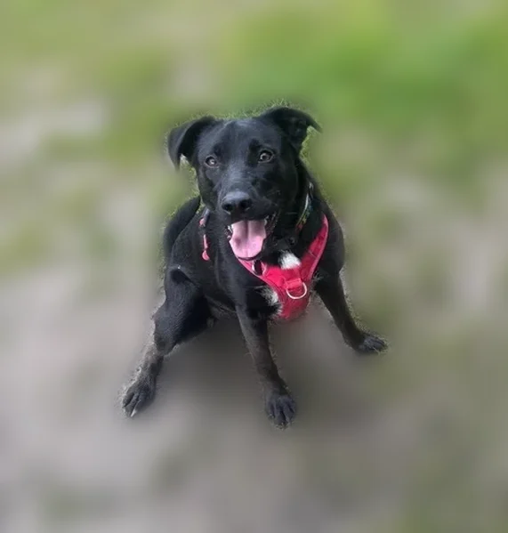 Missing dog Female, Wollochet (usl535218) - photo