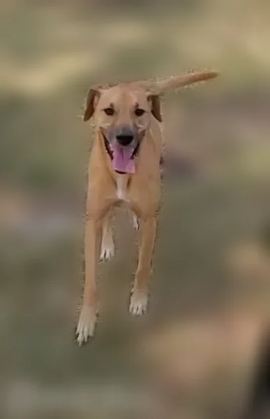 Lost male dog, Livingston Road, Oxon Hill - photo