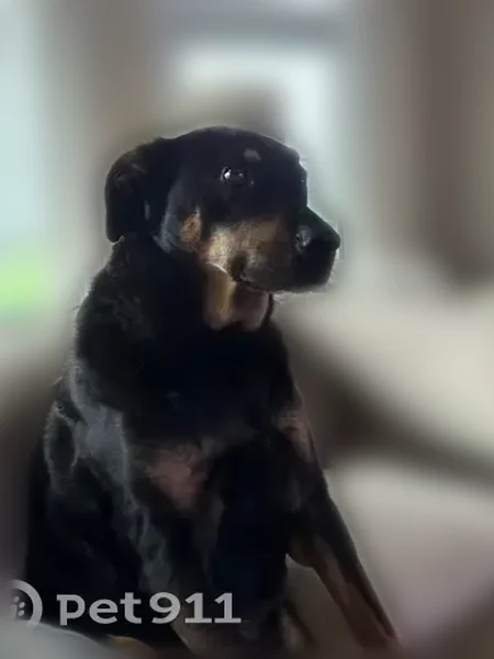 Lost dog, 84th Street, Bristol - black with tan on face - photo