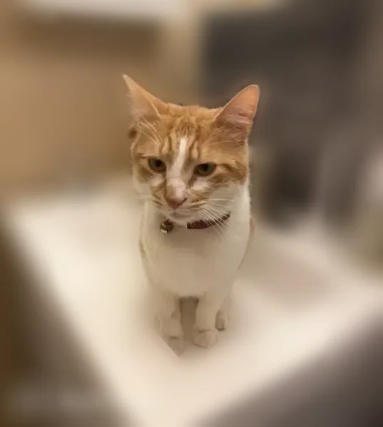Lost cat, Frederick Road, Germantown - orange with white patches - photo