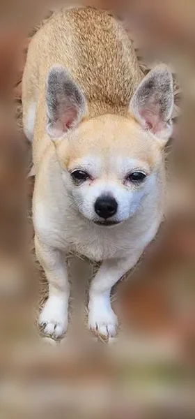 Lost male dog, Innsbruck Drive, Wilson's Mills - photo