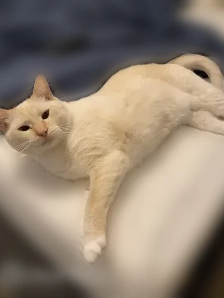 Lost male cat, Welford Place, Goldsboro - cream color with blue eyes - photo