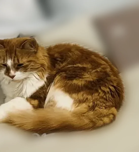 Lost cat, Middlebrook Place, Fairfield - small orange with fluffy tail - photo