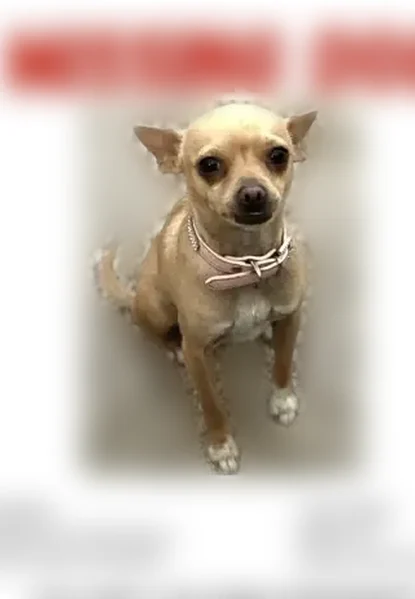 Lost dog, Surprise, Arizona - female small tan chihuahua - photo