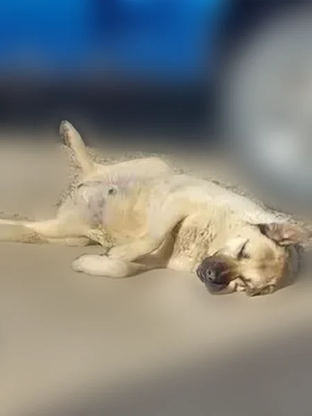 Lost dog, North 300 Road, Edgerton - large tan Anatolian Shepherd - photo