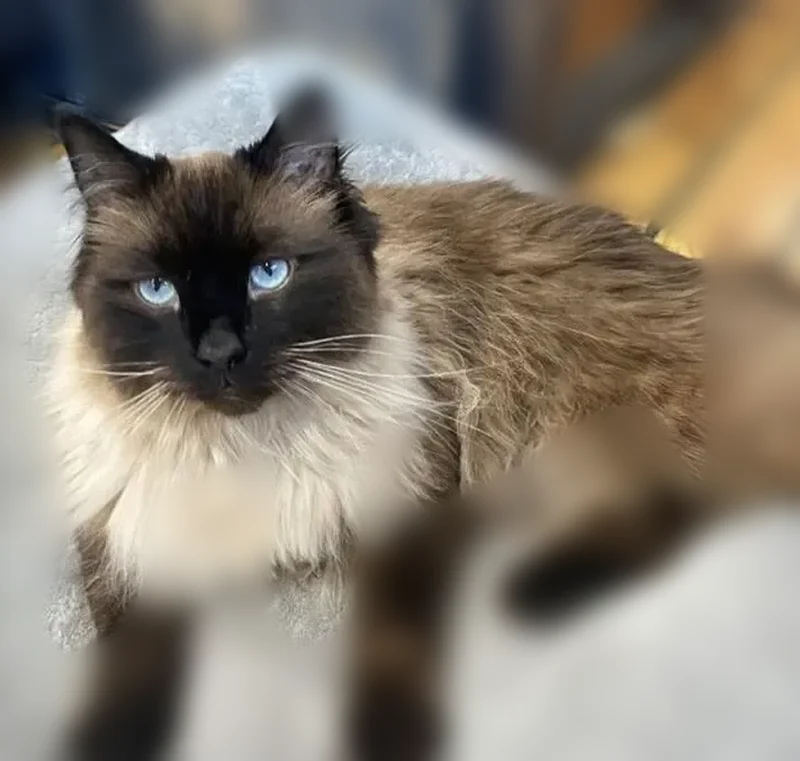 Lost male cat, West 1st Street, Mesa - photo