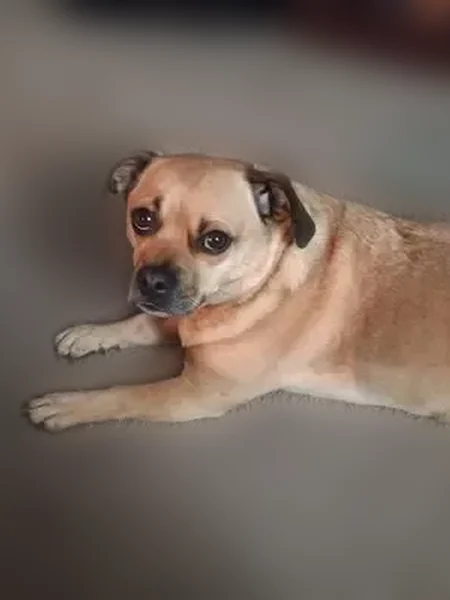 Lost dog, Riverview Avenue, Pittsburgh - tan coat with black face - photo