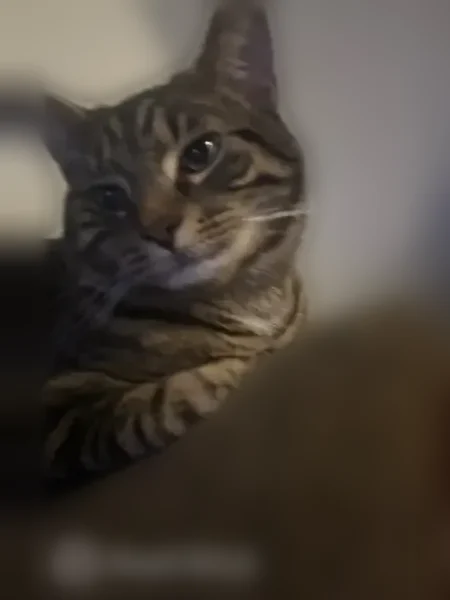 Lost cat, Turlington Road, Newport News - brown with black stripes - photo