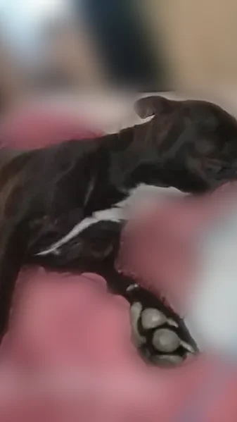 Lost dog, Reese Drive, Saucier - black with a white chest patch - photo