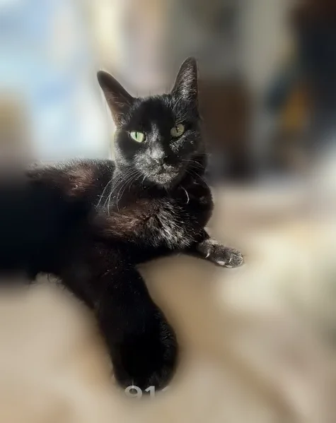 Lost cat, Sharps Street, Fort Collins - black with pink collar - photo