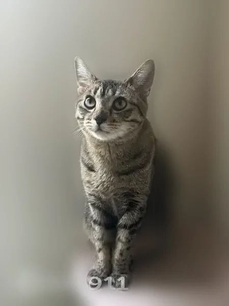 Lost cat, Hancock Street, Brooklyn - spayed female with a bald spot - photo