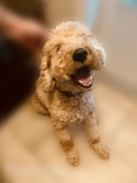 Found male dog, Ridgeway Drive, 223, Bridgeport, Pittsburgh - possible labradoodle - photo