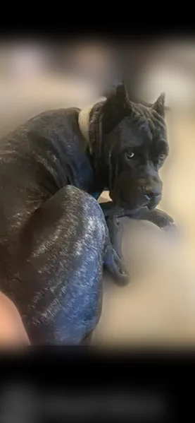 Lost female dog, Palm Boulevard, Brownsville - photo