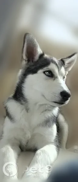 Lost dog, Lake Ann, Southfield - young husky with heterochromia - photo