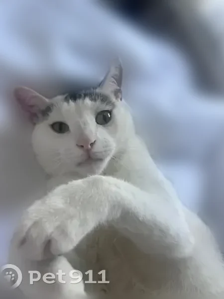 Lost male cat, Arden Villas Boulevard, Orlando - white fur with black spots - photo