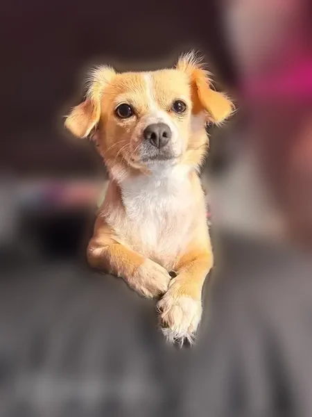 Lost dog, South 40th Street, Tacoma - female with pink collar - photo