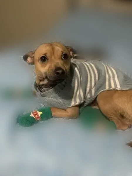 Lost male dog, South 1100 East, Salt Lake City - photo