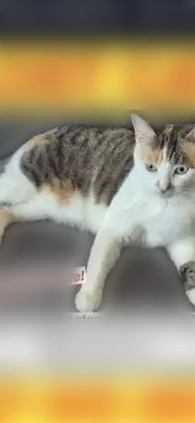 Lost cat, Autumn Park West, Bangor - female gray and white calico - photo