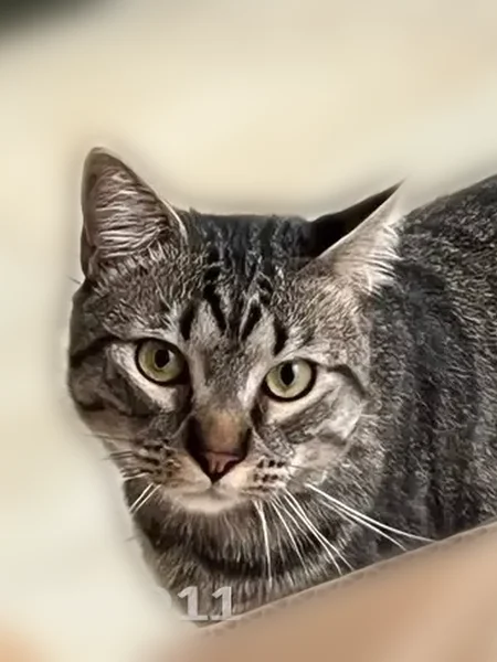 Lost cat, Jefferson Street, Newark - male named Tito - photo
