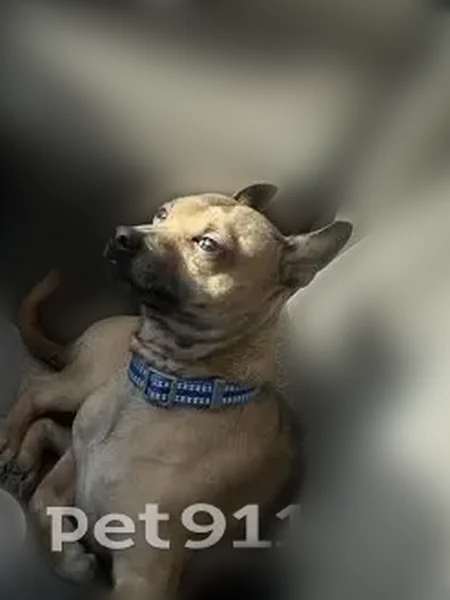 Lost dog, 1100 East, Salt Lake City - male with blue collar - photo