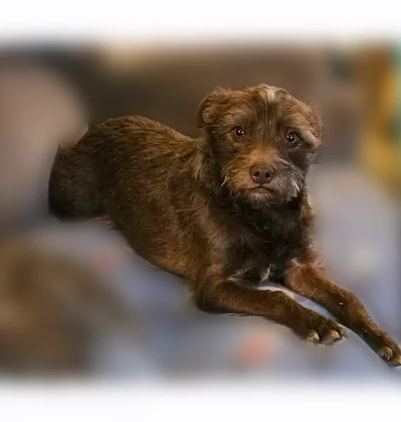 Missing dog Female, Lumberport (usl535312) - photo