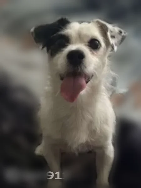 Lost male dog, Squire Hill Court, Meadowbrook - small white with black ear - photo
