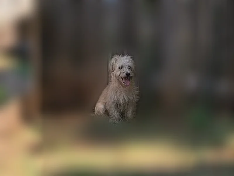 Found male dog, Iola Drive, Charlotte - friendly cinnamon-color terrier - photo