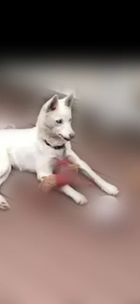 Lost dog, Dameron Road, Bessemer City - female with blue eyes - photo