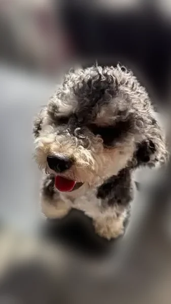 Lost dog, Niagara Street, 112, Providence - male with blonde paws - photo