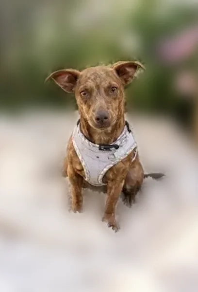 Lost dog, Northwest Colorado Avenue, Bend - female brindle chihuahua - photo