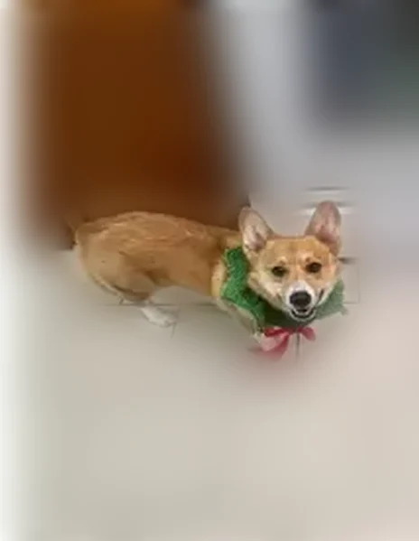 Lost dog, River Street, Belton - 2-year-old neutered male Pembroke corgi - photo
