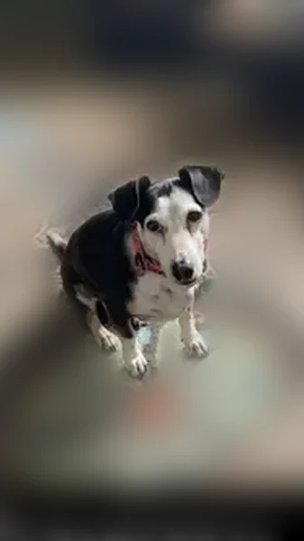 Lost dog, Cloud Cap Avenue, Pagosa Springs - female mixed breed - photo