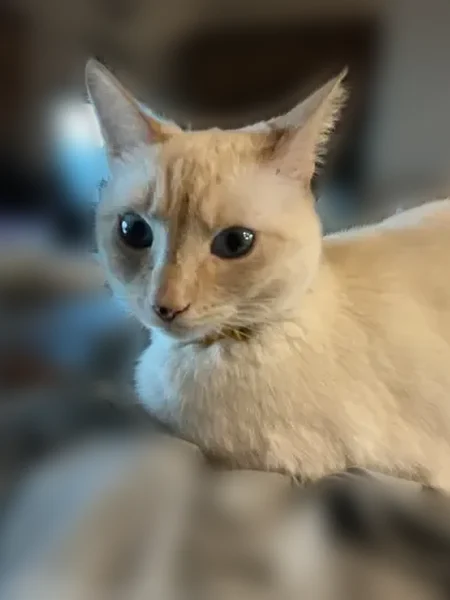 Lost cat, North Soaring Eagle Drive, Timberline-Fernwood - black freckles on nose - photo
