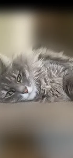 Lost female cat, Peterson Lane, Santa Rosa - grey Mainecoon mix - photo