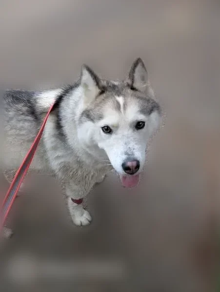 Found dog, Northeast Aquilla Court, 7702, Vancouver - female husky - photo
