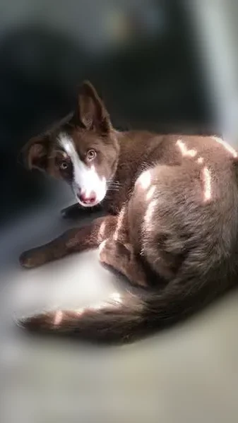 Lost dog, Southwest 89th Avenue, Miami - female with brown fur and unique eyes - photo