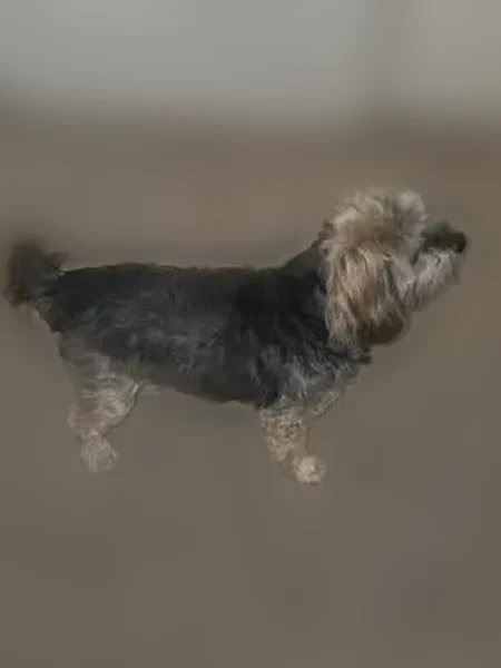 Found male dog, Dove Drive, Tracy - photo
