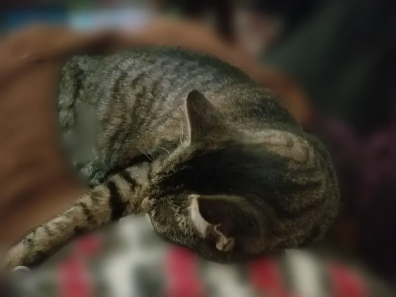 Lost cat, Crystal Lake Road East, Burnsville - female, deaf, missing half of back foot - photo