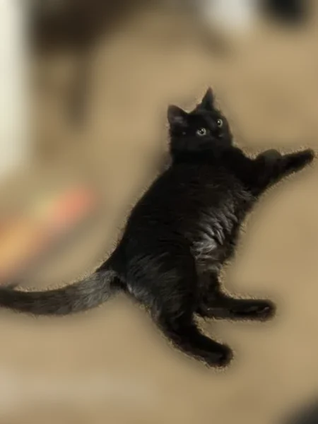 Lost cat, East Market Street, Lisbon - mainly black with hazel brown eyes - photo