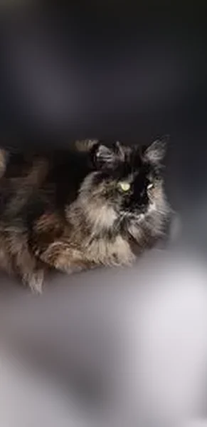 Lost female cat, Northeast 105th Way, Hillsboro - longhair tortoiseshell - photo