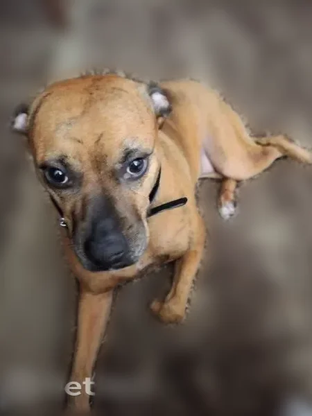 Lost dog, Indiana Avenue, Kansas City - female, brown brindle boxer - photo